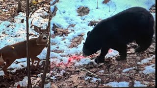 BEAR EATS HUNTER’S DEER HUNTER TAKES DOWN SECOND BEAR [upl. by Elyrehc]