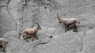 Group of Alpine ibex climbing cliff face [upl. by Hanah186]