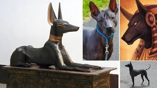 Similitud Perro Calato PeruanoXoloitzcuintle Mexicano y Chacal Egipcio Teoría [upl. by Aivlis180]