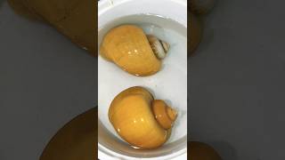 Apple snail breeding minivlog fish aquarium petsvlog fishing snail pets pet shorts guppy [upl. by Delcine]