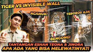 INVISIBLE WALL FOR TIGER CHALLENGE  HARIMAU TAKUT SAMA PLASTIK [upl. by Volotta409]