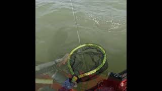 TEXAS KAYAK INSHORE FISHING kayaksaltwaterfishing [upl. by Arta548]