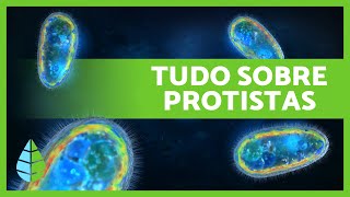 REINO PROTISTA🦠 Definição características e classificação🔍 [upl. by Disario]