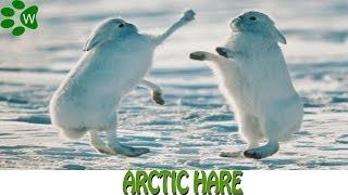 Arctic Hare [upl. by Daniels]