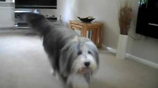 Bearded Collie Tricks [upl. by Ennaeiluj]