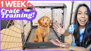 5 Crate Training Steps that ACTUALLY Work 🙌 This is how I crate trained Wally in ONE WEEK 🐶 [upl. by Halfdan]