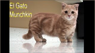 El Gato Munchkin  Razas de gatos [upl. by Wiedmann102]