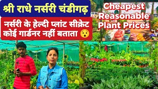 Plant Nursery Visit  Cheapest Plant Nursery Visit In NovemberSri Radhe Nursery Visit In Chandigarh [upl. by Ahens]