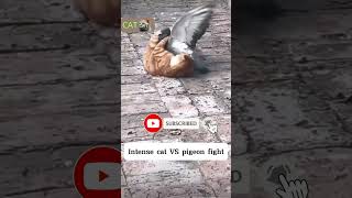 Intense cat VS pigeon fight cat catspigeonshort [upl. by Coral227]