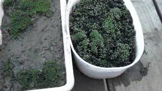 How to Grow Moss in a Container  Bonsai Techniques  Garden Ideas  Urduhindi [upl. by Nabi]