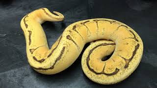 Ball Python Morphs 8 Orange Dreams and Super ODs [upl. by Mannes826]