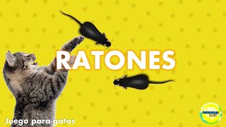 Videos para gatos  Ratones [upl. by Ennaecarg]