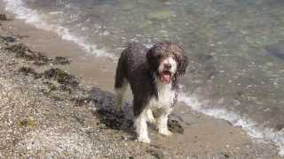 spanish water dog swimming [upl. by Erhart]