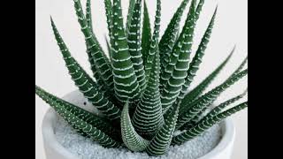 Haworthia Fasciata Zebra Plant Ultimate Guide to Growing and Caring for this Stunning Succulent [upl. by Yarrum]