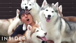 Café In Thailand Lets You Play With A Pack Of Huskies [upl. by Noel]