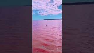 Pink lake also known as Lake Hillier is located on Middle Island in Western Australia pinklake [upl. by Lytton]