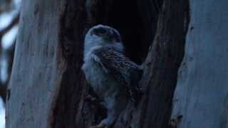 Powerful owl chick fledges [upl. by Robson]