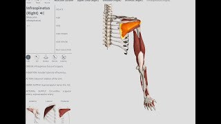 ONE OF THE MOST COMMONLY TORN ROTATOR CUFF MUSCLES The Infraspinatus  OBTS [upl. by Alverson]