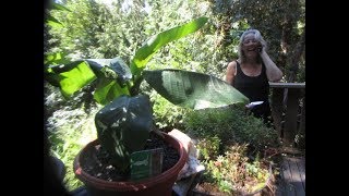 Dwarf Cavendish Banana Musa acuminata will produce edible fruit [upl. by Anerul]