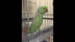 ببغاء الدرة المتكلم talking ring neck parrot [upl. by Arnelle455]