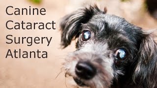 Dog Cataract Surgery in Atlanta Ga  MUST SEE Canine Cataract Video [upl. by Eno]