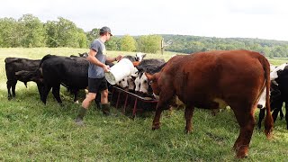 Fresh Group of Weaned Calves [upl. by Alegna]