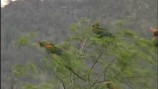 Red Fronted Macaws Part I and Part V [upl. by Michi]