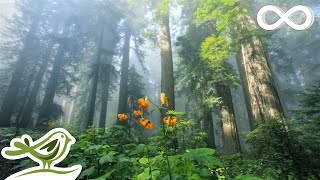 Sunny Mornings Beautiful Relaxing Music with Piano Guitar amp Bird Sounds by Peder B Helland [upl. by Orthman506]