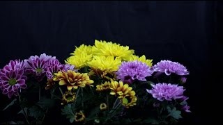 Chrysanthemum indicum  Chrysanthemen Chrysanthemums [upl. by Anyar]