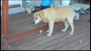 See this Dog Overcome Painful Hips with Nutritional Support  Nzymes [upl. by Flanna]