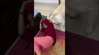 Didi ghar jaao ab 😂🐶 doglover labraworld shorts viral [upl. by Neehsar]