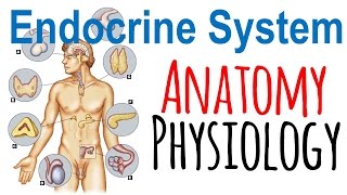 Endocrine system anatomy and physiology  Endocrine system lecture 1 [upl. by Suriaj]