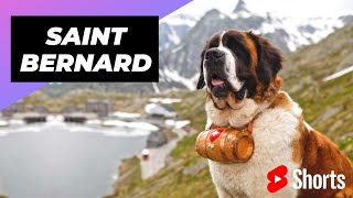 St Bernard 🐶 One Of The Biggest Dog Breeds In The Word shorts [upl. by Lemak]