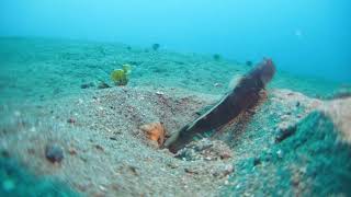 Shrimp Goby Action [upl. by Eiznikam]