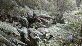 The Australian Tree Fern  Dicksonia antarctica [upl. by Animrac890]