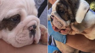 26 Bulldog Puppies Rescued From Van in 90 Degree Heat Animal Services [upl. by Narud276]