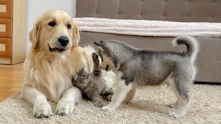 Golden Retriever and Husky Puppy React to Fluffy Kitten for the First Time [upl. by Aryam]