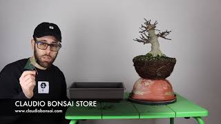 RINVASO FICO BONSAI CB [upl. by Alhan]