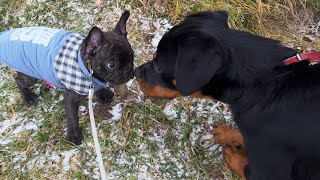 French bulldog puppy met another dog for the first time [upl. by Ileek]