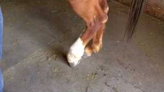 How to pick a horses hooves [upl. by Morly]