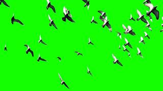 Birds Flying Green Screen HD [upl. by Ardnuaed756]