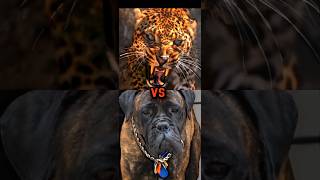 ENGLISH MASTIFF VS LEOPARD WOLF BOBCATCARACALPIT BULL BITE FORCE [upl. by Iem38]