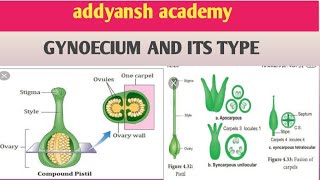 Gynoecium of flower [upl. by Melonie]