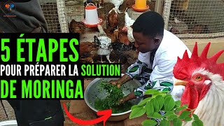 FAIRE ça SUR ta FERME avec les feuilles de MORINGA pour SAUVER les poulets FACILEMENT investir [upl. by Jacqueline]