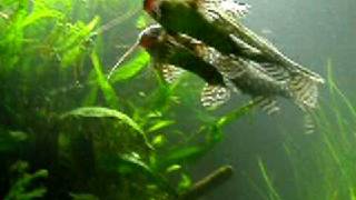 Spawning behavior of Synodontis angelicus 56 [upl. by Kaden]