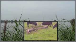 OOSTVAARDERSPLASSEN 2014 in the Netherlands [upl. by Brenk840]