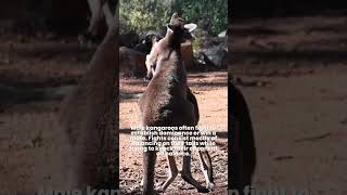 Why Kangaroo Fight 🦘Kangaroo Boxing Fight  Boxing Kangaroo oneminutefact animalfact [upl. by Ayenat804]