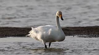 Whooper Swans [upl. by Musihc450]