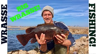 WRASSE FISHING Big Wrasse  Texas Rigging [upl. by Airlee]