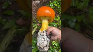 Immersive picking of an edible Amanita mushroom Super decompression sound super delicious fungi [upl. by Barbabra]